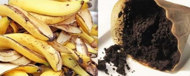 Fabriquer un insecticide Bio 100 % naturel Fabriquer un insecticide Bio 100 % naturel