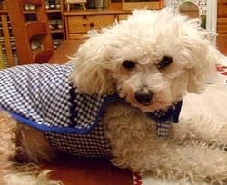 Confectionner un manteau pour un petit chien ! Confectionner un manteau pour un petit chien !