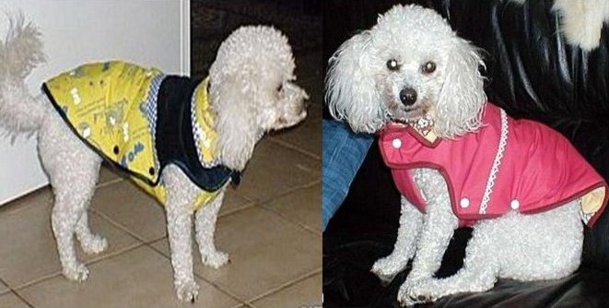 Confectionner un manteau pour un petit chien ! Confectionner un manteau pour un petit chien !