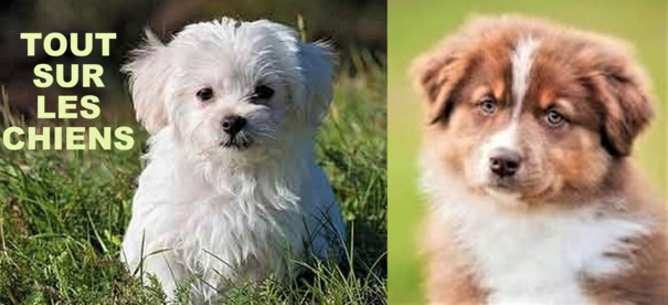 Tout savoir sur vos toutous Tout savoir sur vos toutous