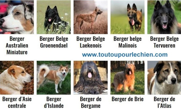 Tout savoir sur vos toutous Tout savoir sur vos toutous