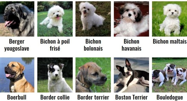 Tout savoir sur vos toutous Tout savoir sur vos toutous