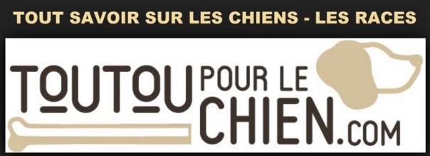 Tout savoir sur vos toutous Tout savoir sur vos toutous