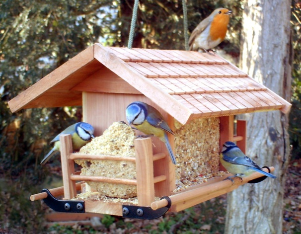 Faire une mangeoire et un nichoir pour oiseaux !