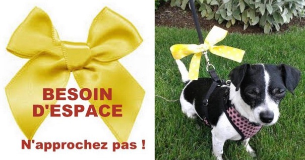 Code couleur pour chien, collier, laisse et ruban. Code couleur pour chien, collier, laisse et ruban.