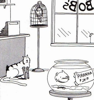 Dessins Humoristiques Les Chats Dessins Humoristiques Les Chats