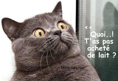 Dessins Humoristiques Les Chats Dessins Humoristiques Les Chats