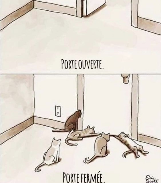 Dessins humoristiques "les chats".. Dessins humoristiques "les chats"..