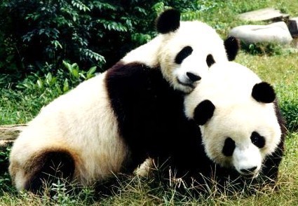 Des Pandas loués pour 750 000 € par la France !