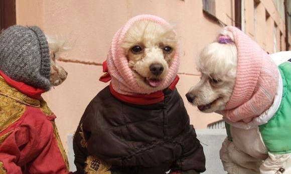 Scarica Gratis Images Images Droles Et Insolites Animaux dernière par