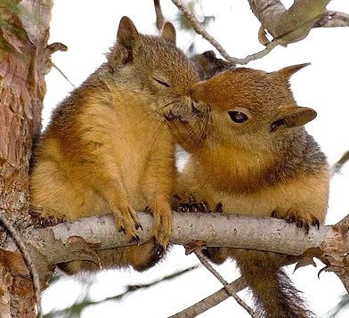 Téléchargement gratuit Images Images Droles Et Insolites Animaux dernière par