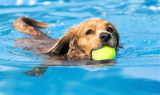 Mes conseils pour rafraîchir votre chien pendant l'été Mes conseils pour rafraîchir votre chien pendant l'été