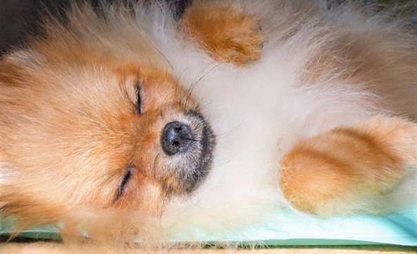 Mes conseils pour rafraîchir votre chien pendant l'été