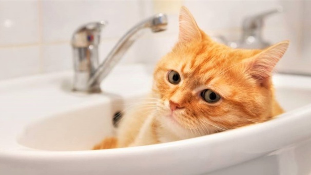 Comment laver un chat ?