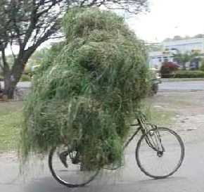 Donner à manger aux vaches sans risquer le moindre accident.. Donner à manger aux vaches sans risquer le moindre accident..