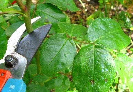 Comment tailler ses rosiers, des tutos