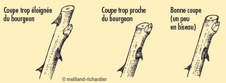 Comment tailler ses rosiers, des tutos Comment tailler ses rosiers, des tutos