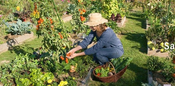 Faire son jardin ou son potager en carrés, les tutos !