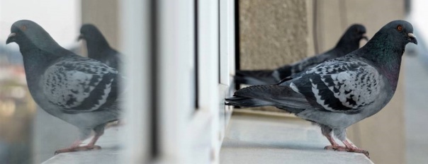 Et si le pigeon était finalement plus intelligent que nous ?