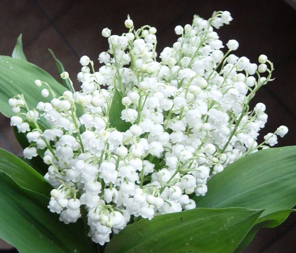 Quelques brins de muguet porte-bonheur