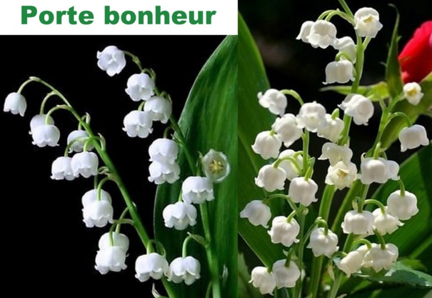 Quelques brins de muguet porte-bonheur