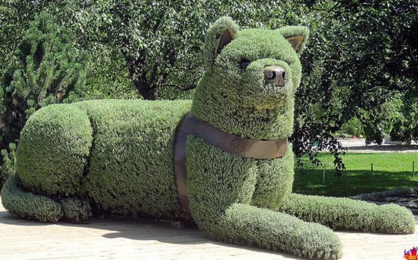 Superbes sculptures végétales ! Superbes sculptures végétales !