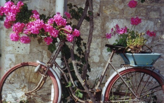 Les vélos fleuris au jardin !