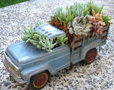 Plantes grasses sur roulettes Plantes grasses sur roulettes