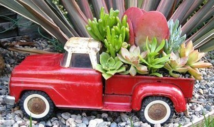 Plantes grasses sur roulettes Plantes grasses sur roulettes