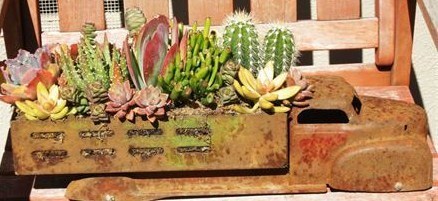 Plantes grasses sur roulettes Plantes grasses sur roulettes
