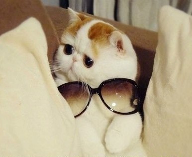 Le Chat A Lunettes Le Chat A Lunettes