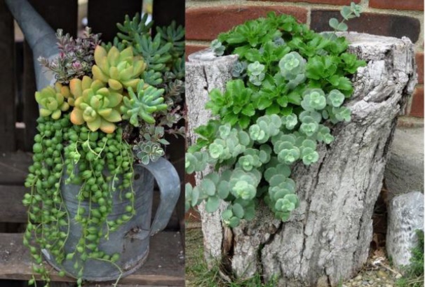 Les plantes succulentes subliment le jardin ! Les plantes succulentes subliment le jardin !