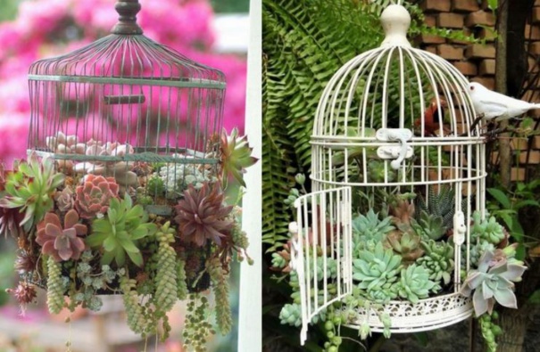 Les plantes succulentes subliment le jardin ! Les plantes succulentes subliment le jardin !