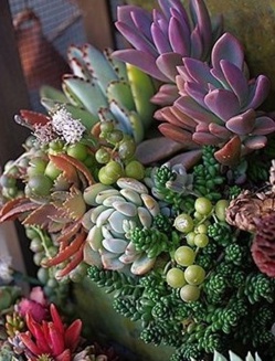 Les plantes succulentes subliment le jardin !