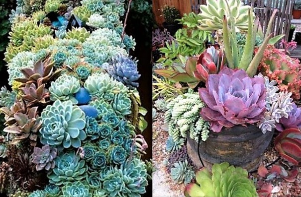 Les plantes succulentes subliment le jardin !