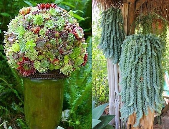 Les plantes succulentes subliment le jardin !