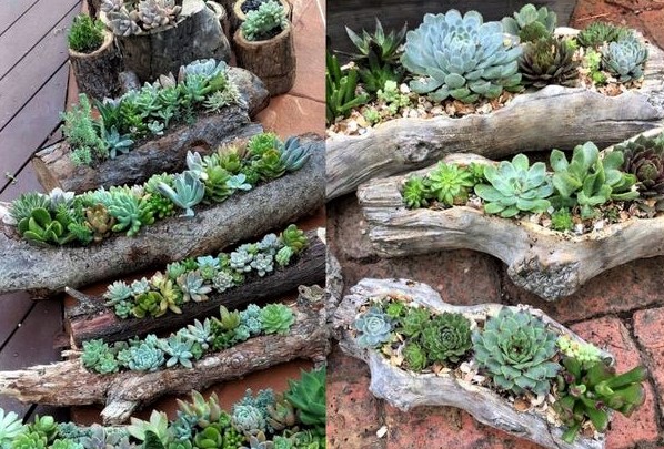 Les plantes succulentes subliment le jardin !