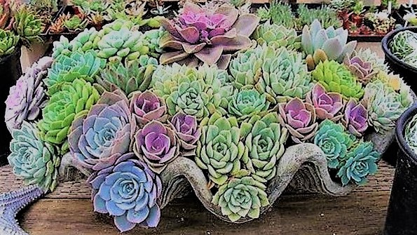 Les plantes succulentes subliment le jardin !