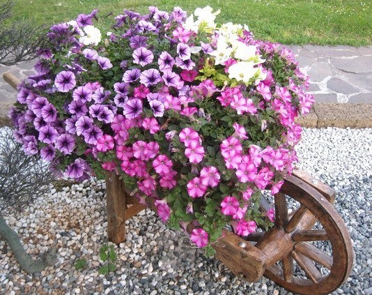 Les Brouettes fleuries du jardin ! Les Brouettes fleuries du jardin !