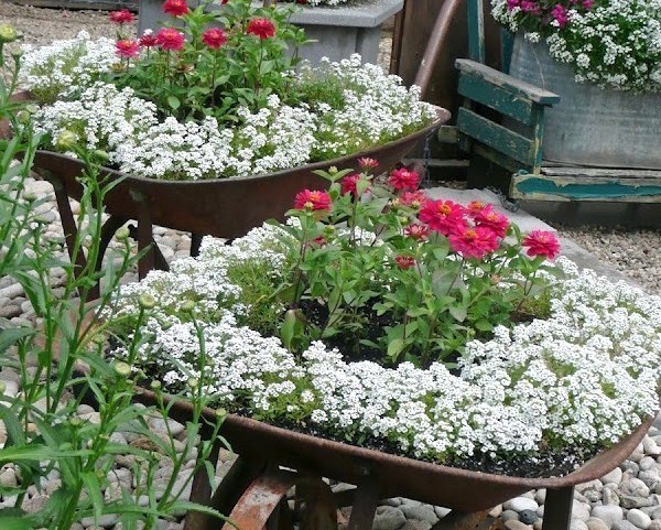 Les Brouettes fleuries du jardin ! Les Brouettes fleuries du jardin !