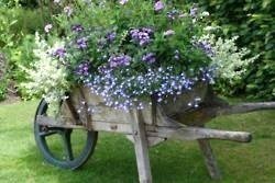 Les Brouettes fleuries du jardin ! Les Brouettes fleuries du jardin !
