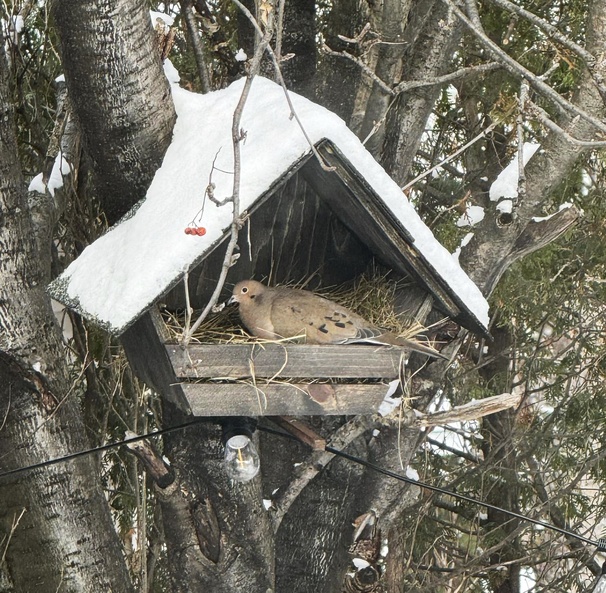 Nichoirs à oiseaux à faire pour le jardin !