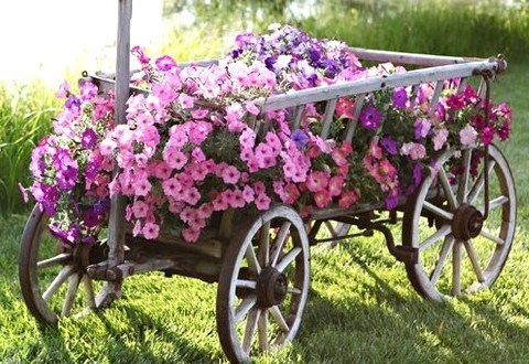 Les vieilles charrettes d'antan fleurissent le jardin !