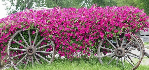 Les vieilles charrettes d'antan fleurissent le jardin !