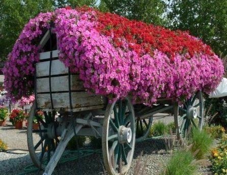 Les vieilles charrettes d'antan fleurissent le jardin !
