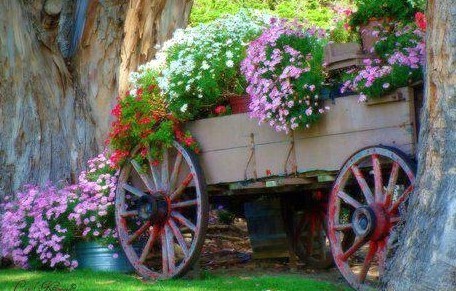 Les vieilles charrettes d'antan fleurissent le jardin ! Les vieilles charrettes d'antan fleurissent le jardin !
