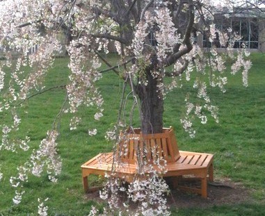 Habiller un arbre avec un banc en bois, des modèles !