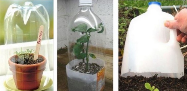 Astuces pour protéger boutures et semis ! Astuces pour protéger boutures et semis !