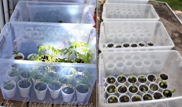 Astuces pour protéger boutures et semis ! Astuces pour protéger boutures et semis !