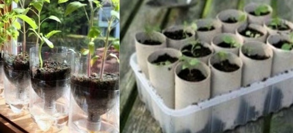 Astuces pour protéger boutures et semis ! Astuces pour protéger boutures et semis !